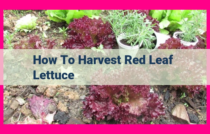 how to harvest red leaf lettuce