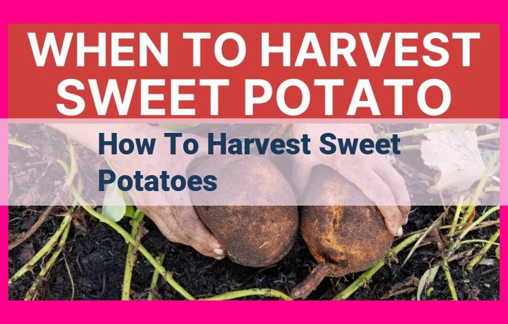 how to harvest sweet potatoes