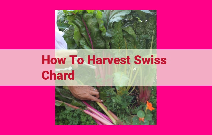 how to harvest swiss chard