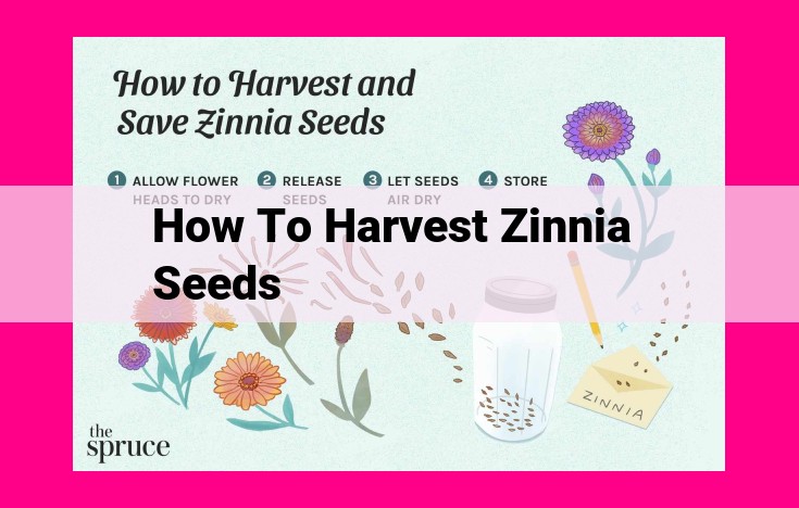 how to harvest zinnia seeds