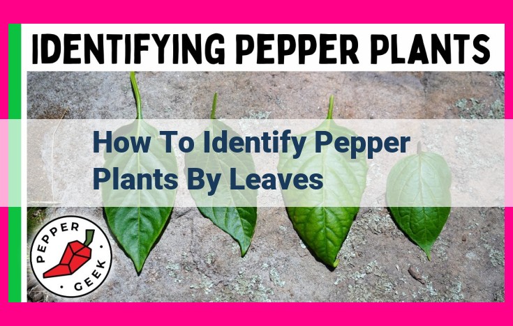 how to identify pepper plants by leaves