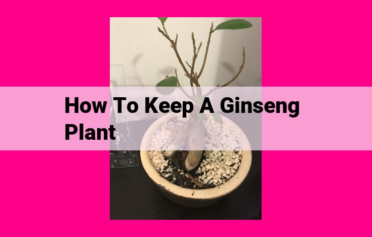 how to keep a ginseng plant