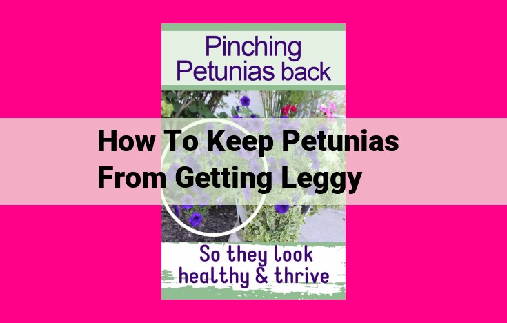 how to keep petunias from getting leggy