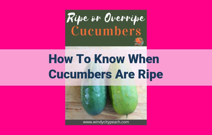 how to know when cucumbers are ripe