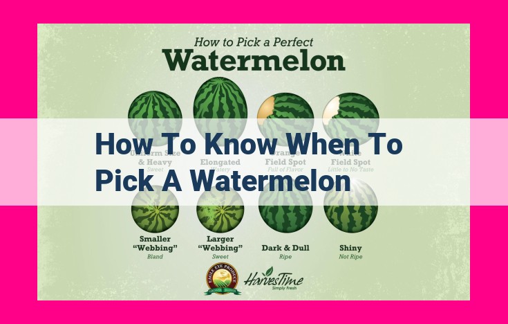 how to know when to pick a watermelon