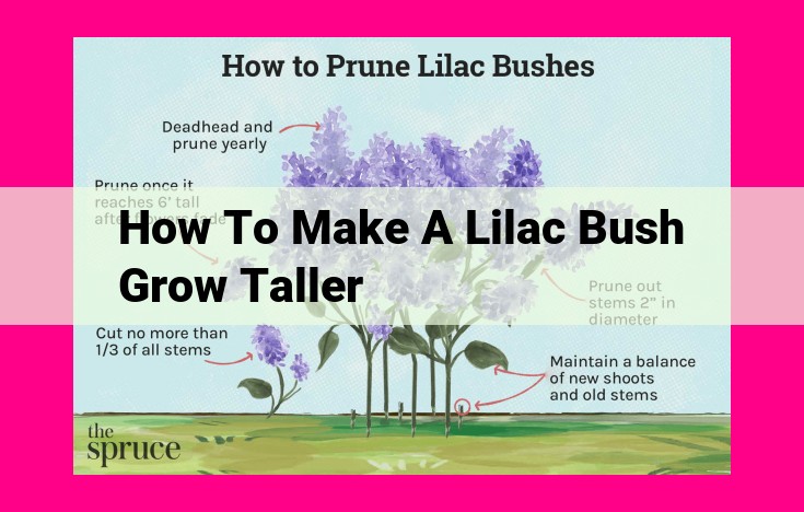 how to make a lilac bush grow taller