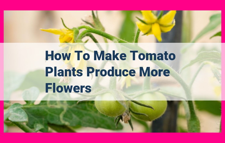 how to make tomato plants produce more flowers