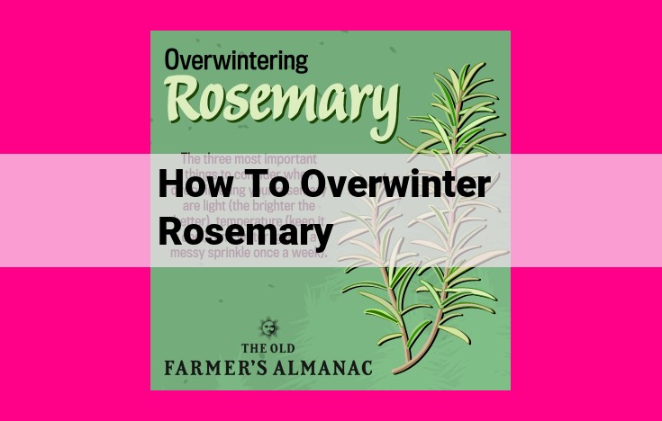 how to overwinter rosemary