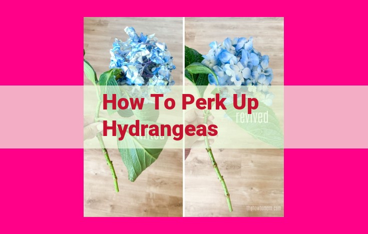 how to perk up hydrangeas