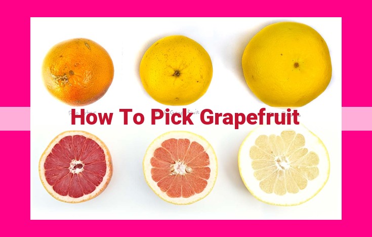 how to pick grapefruit