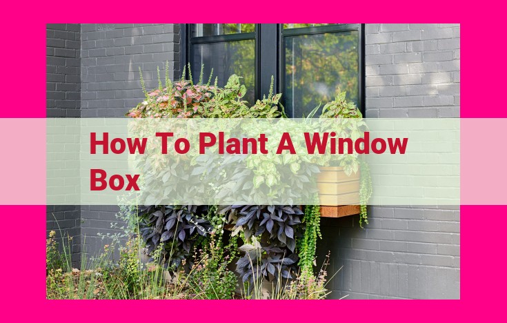 how to plant a window box