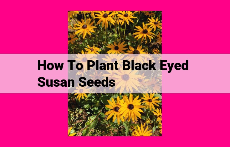 how to plant black eyed susan seeds