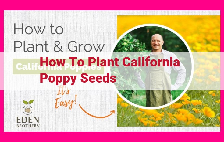 how to plant california poppy seeds