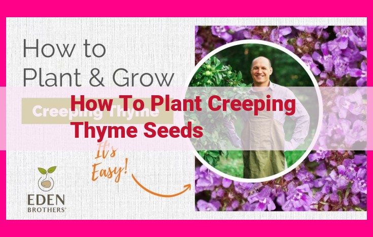 how to plant creeping thyme seeds