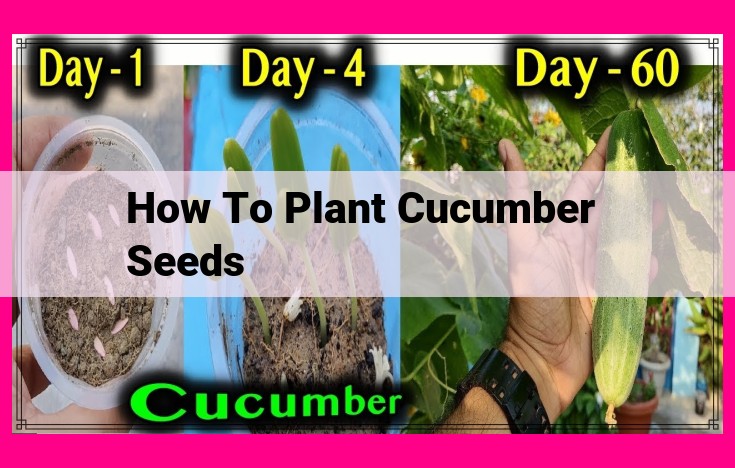 how to plant cucumber seeds