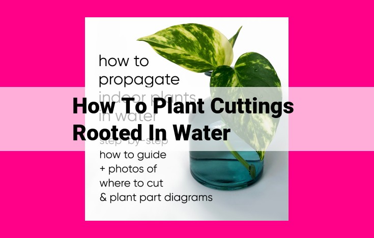 how to plant cuttings rooted in water