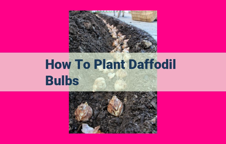 how to plant daffodil bulbs