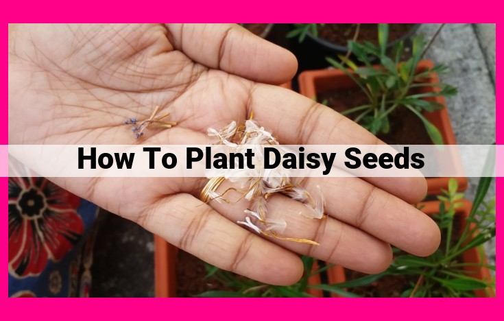 how to plant daisy seeds