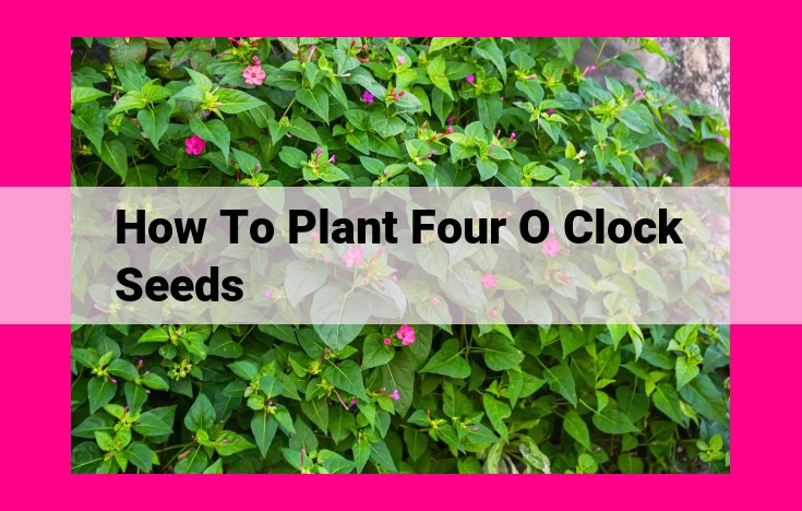 how to plant four o clock seeds