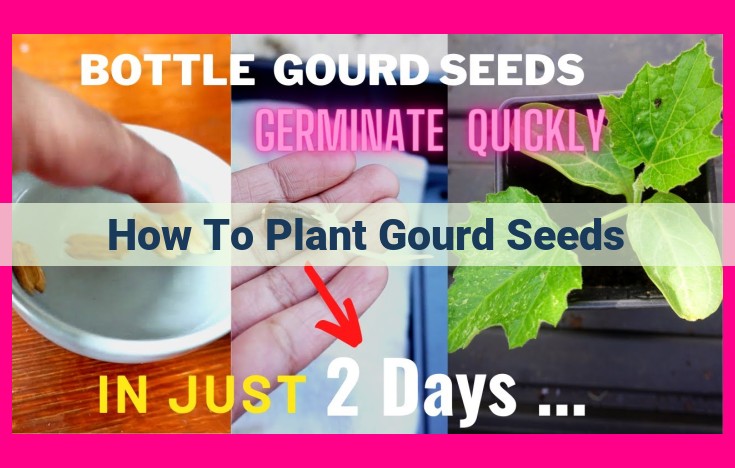 how to plant gourd seeds