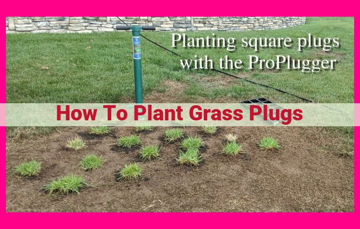 how to plant grass plugs