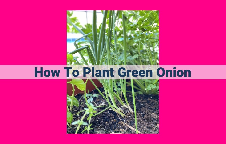 how to plant green onion