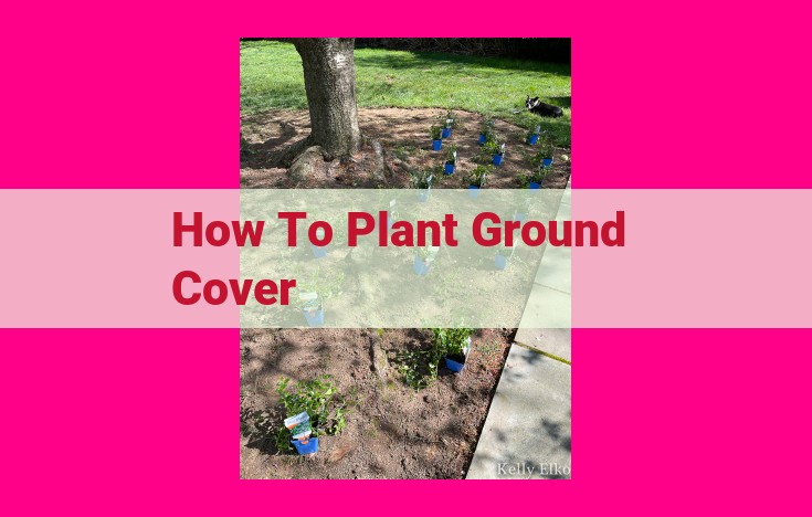 how to plant ground cover