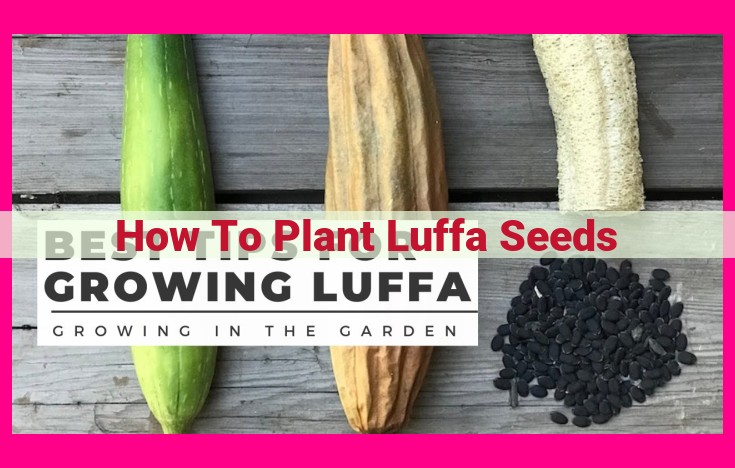 how to plant luffa seeds