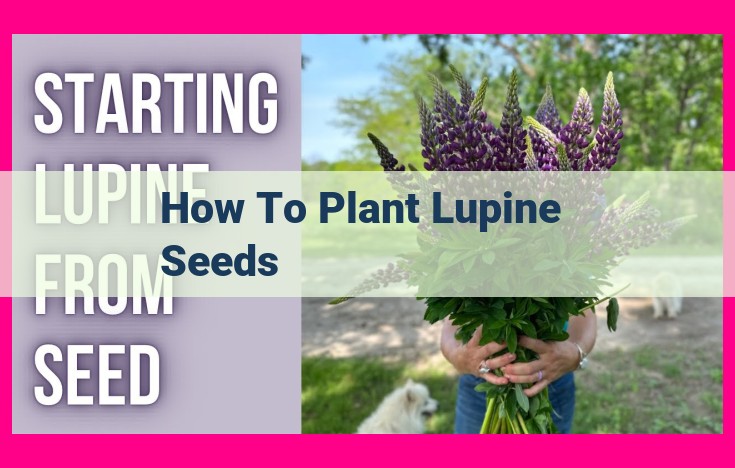 how to plant lupine seeds