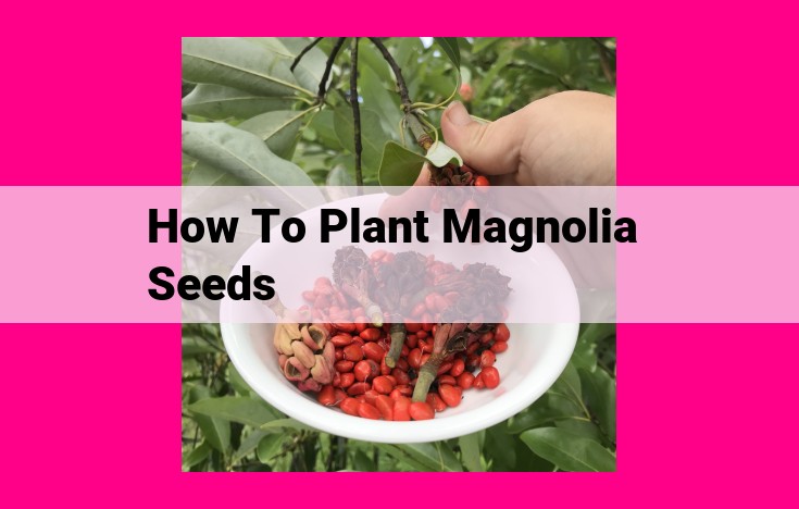 how to plant magnolia seeds