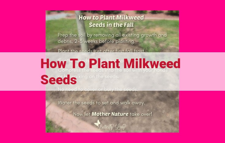 how to plant milkweed seeds