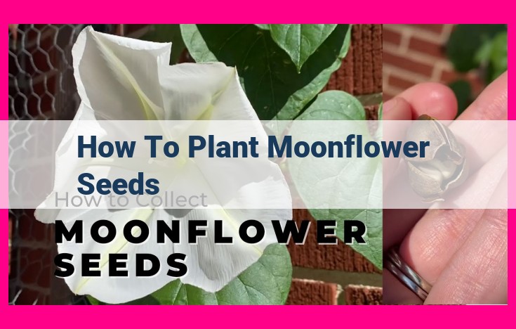 how to plant moonflower seeds