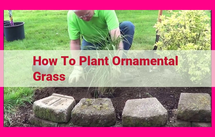 how to plant ornamental grass