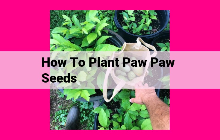 how to plant paw paw seeds