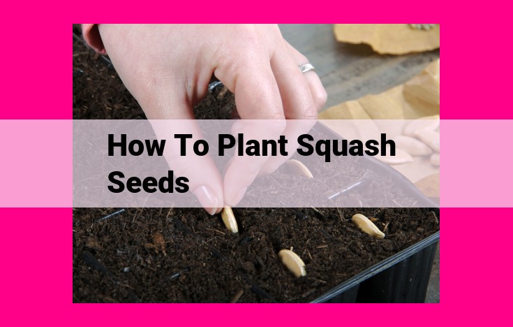 how to plant squash seeds