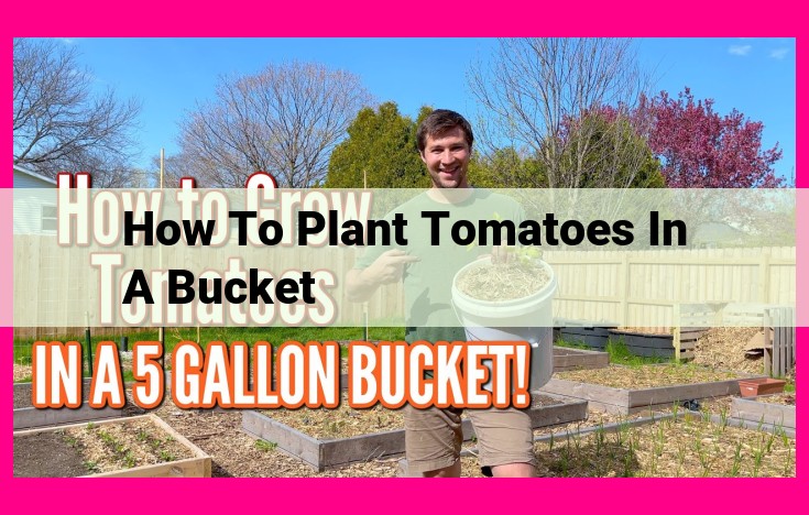 how to plant tomatoes in a bucket