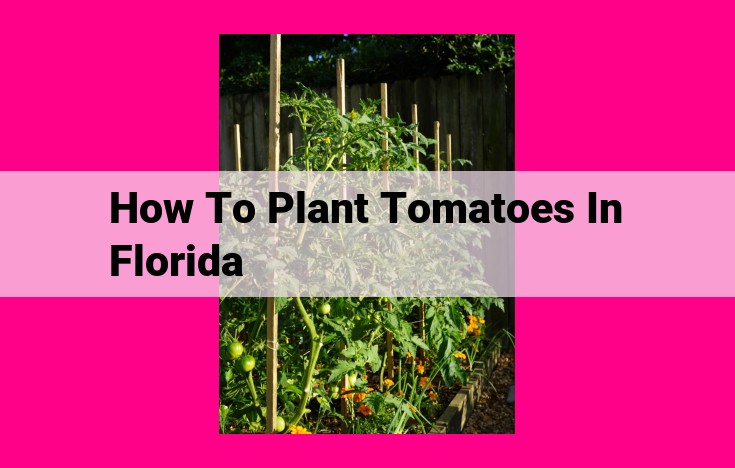 how to plant tomatoes in florida