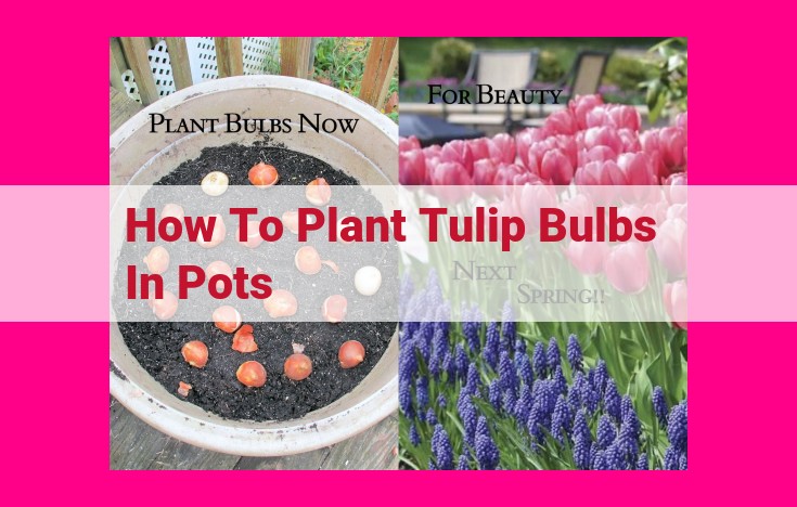 how to plant tulip bulbs in pots