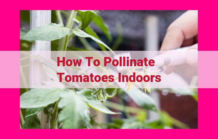 how to pollinate tomatoes indoors