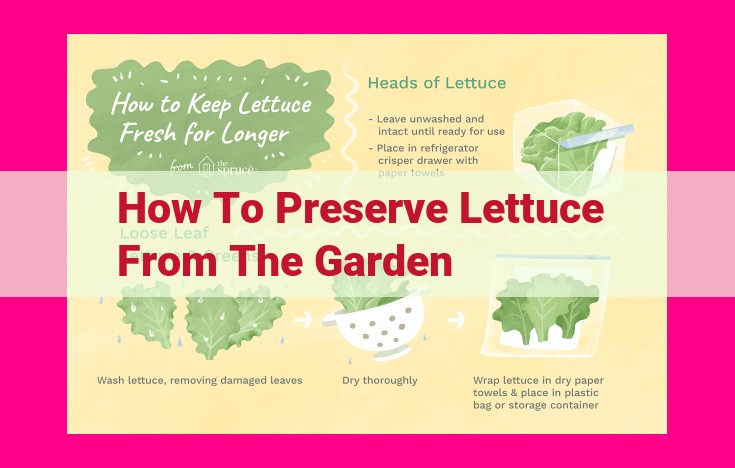 how to preserve lettuce from the garden