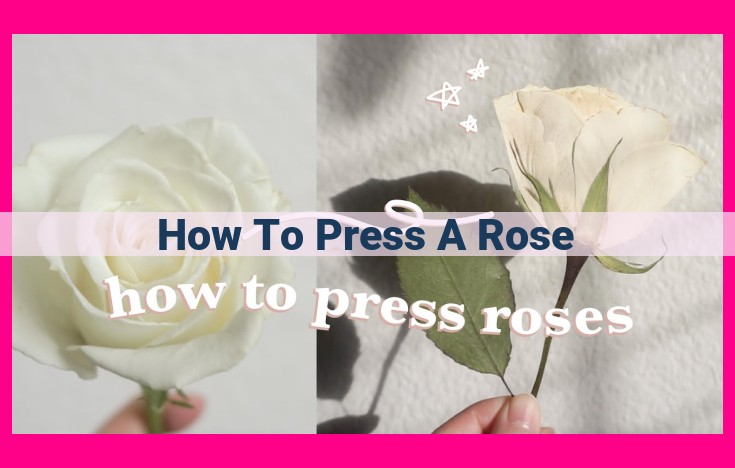 how to press a rose