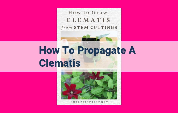 how to propagate a clematis