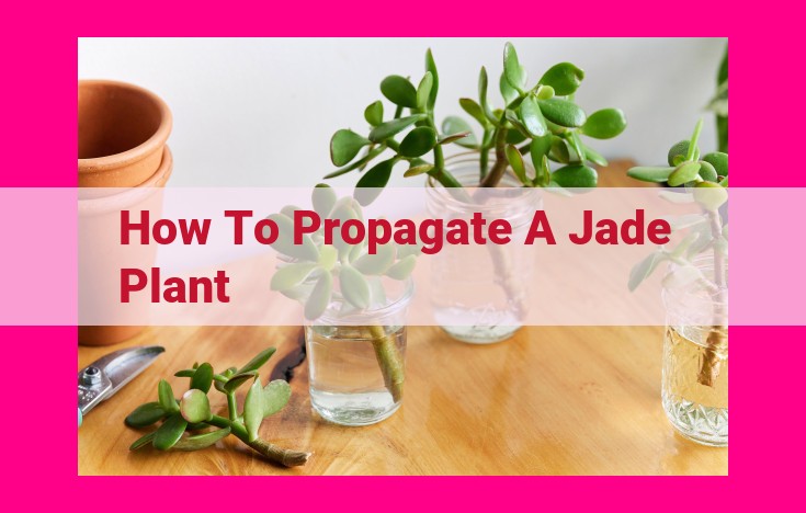 how to propagate a jade plant