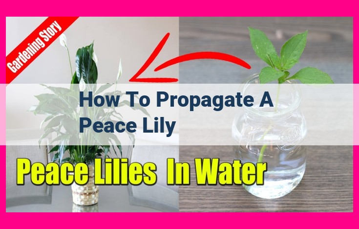 how to propagate a peace lily