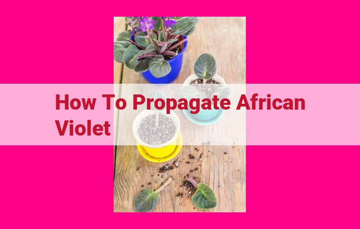 how to propagate african violet