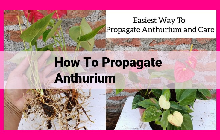 how to propagate anthurium