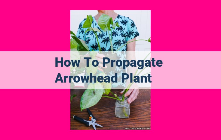 how to propagate arrowhead plant