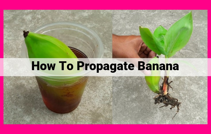 how to propagate banana