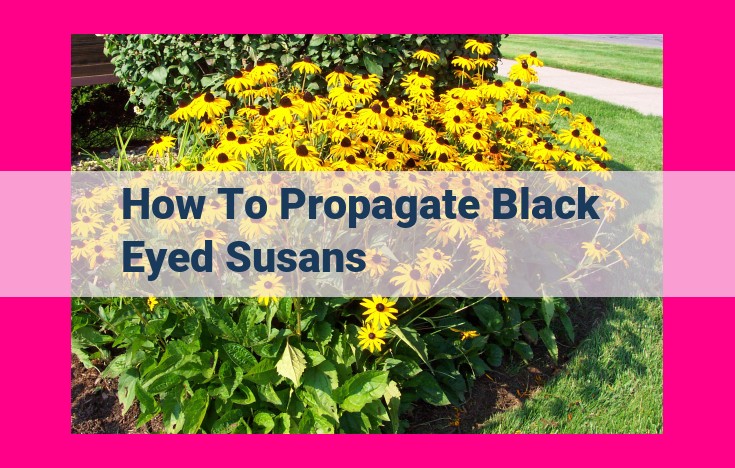 how to propagate black eyed susans