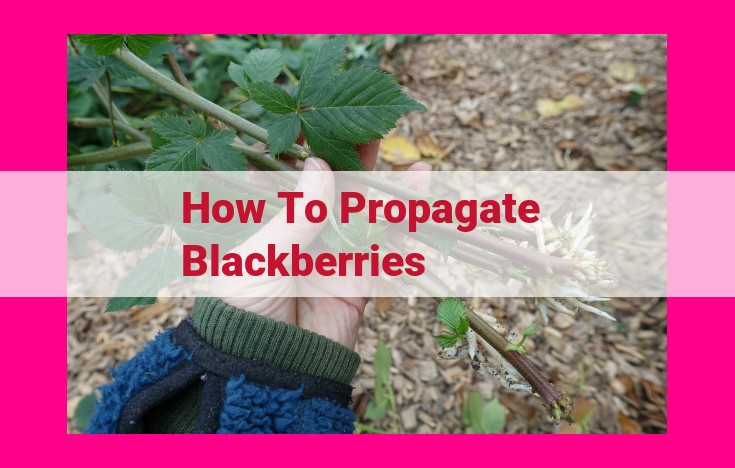 how to propagate blackberries